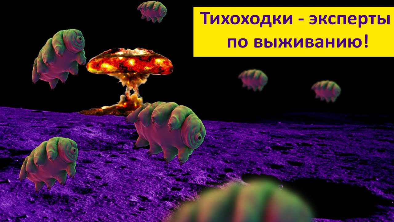 Тихоходки - микросупергерои! Наталья Носова