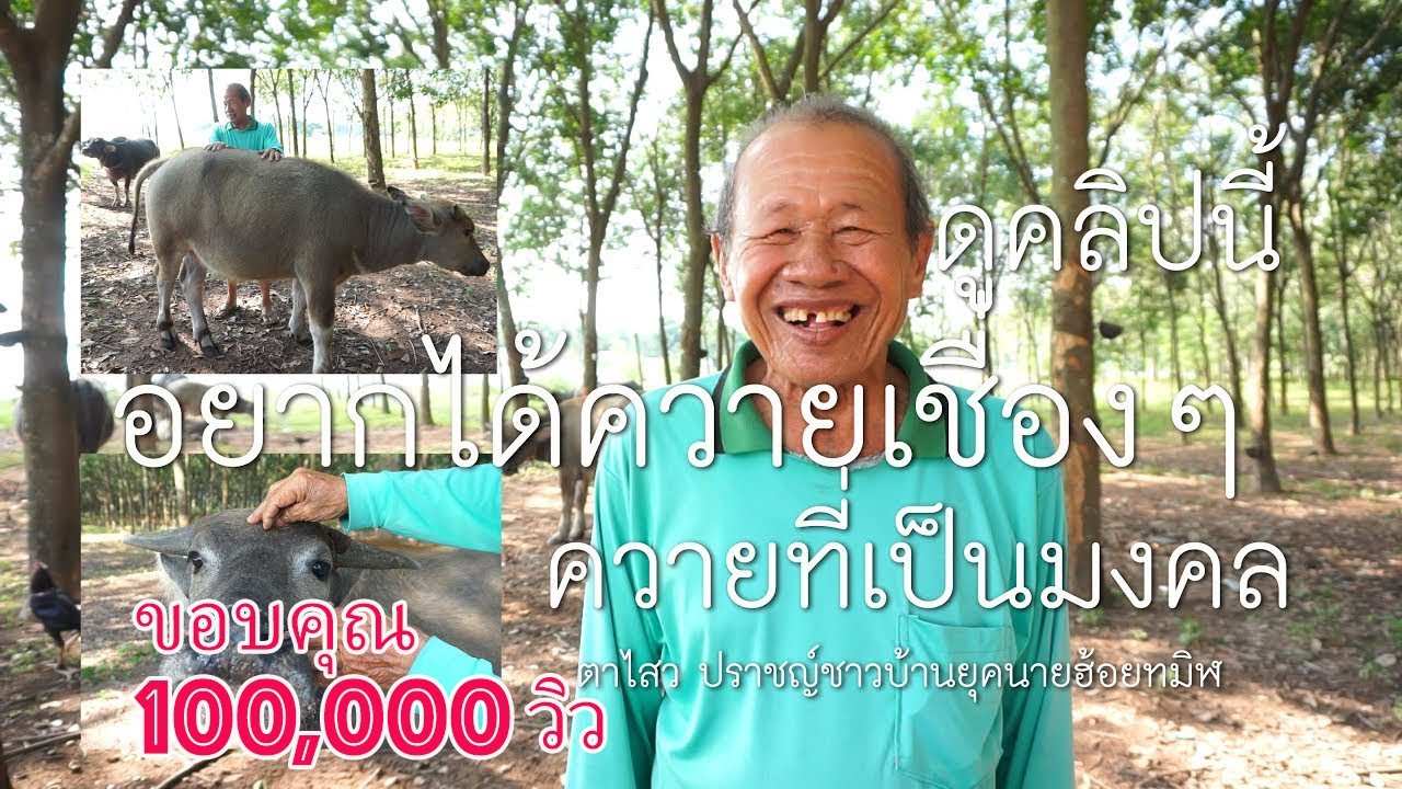 อยากได้ควายเชื่องๆ ลักษณะดีๆ เป็นมงคล ดูยังไง ?