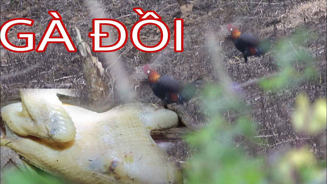 GÀ ĐỒI ĐI NGŨ LÚC BUỔI CHIỀU | TRÃI NGHIỆM ẨM THỰC NÚI RỪNG| SỐNG TỰ DO