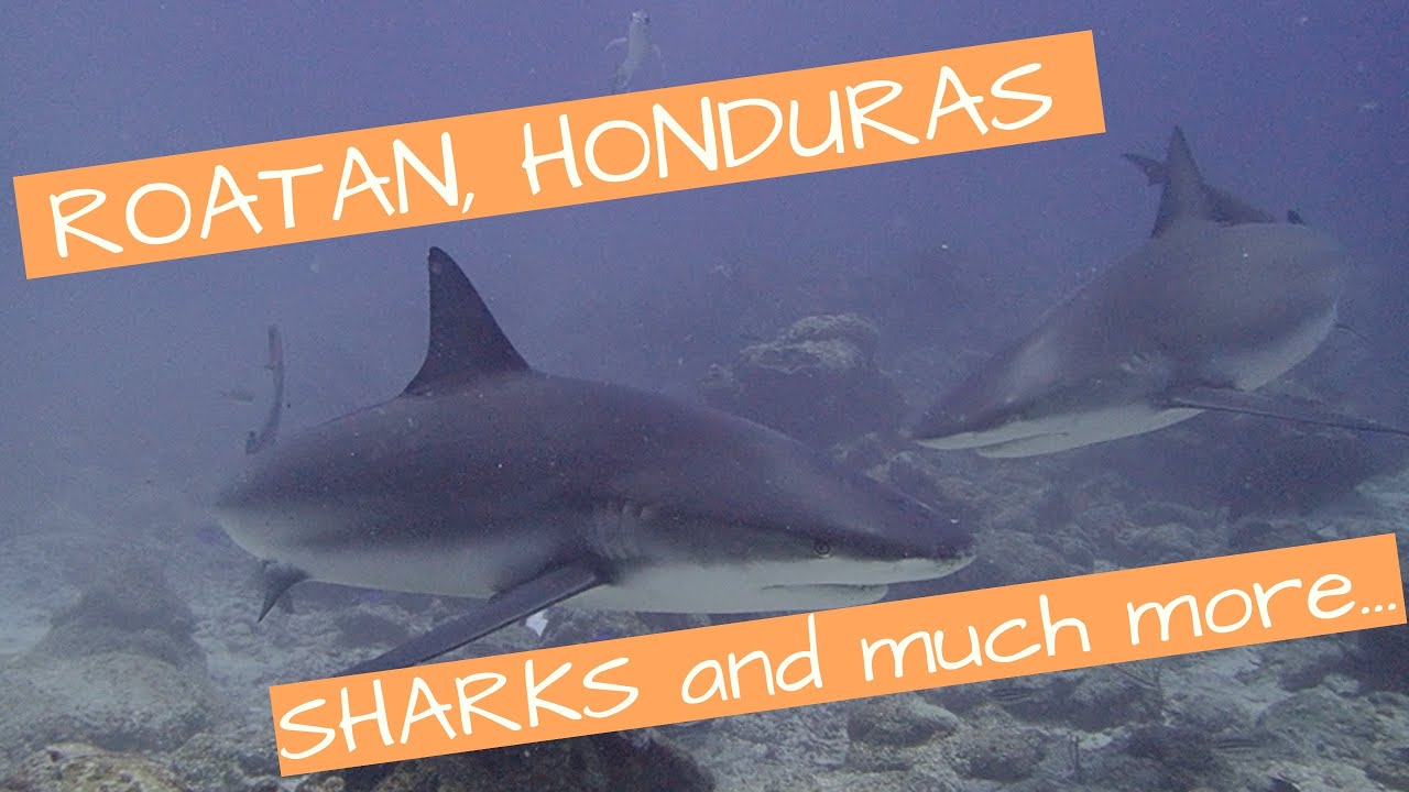 ROATAN SCUBA DIVING - What you can really expect! HONDURAS