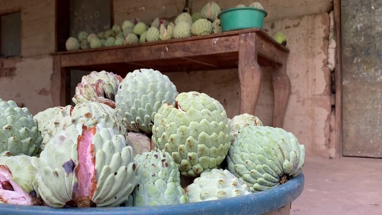 Hechos del Agro - Cultivo de anona en Panchimalco
