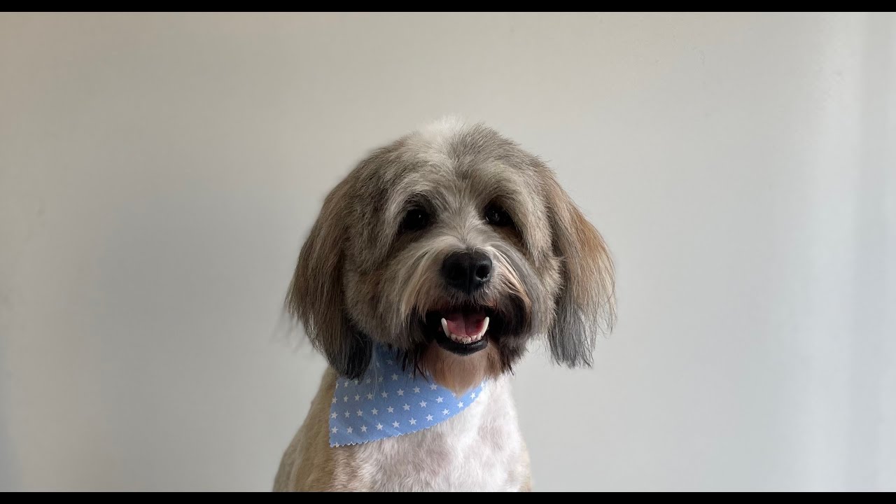 Matted Tibetan Terrier Shave down | Dog Grooming