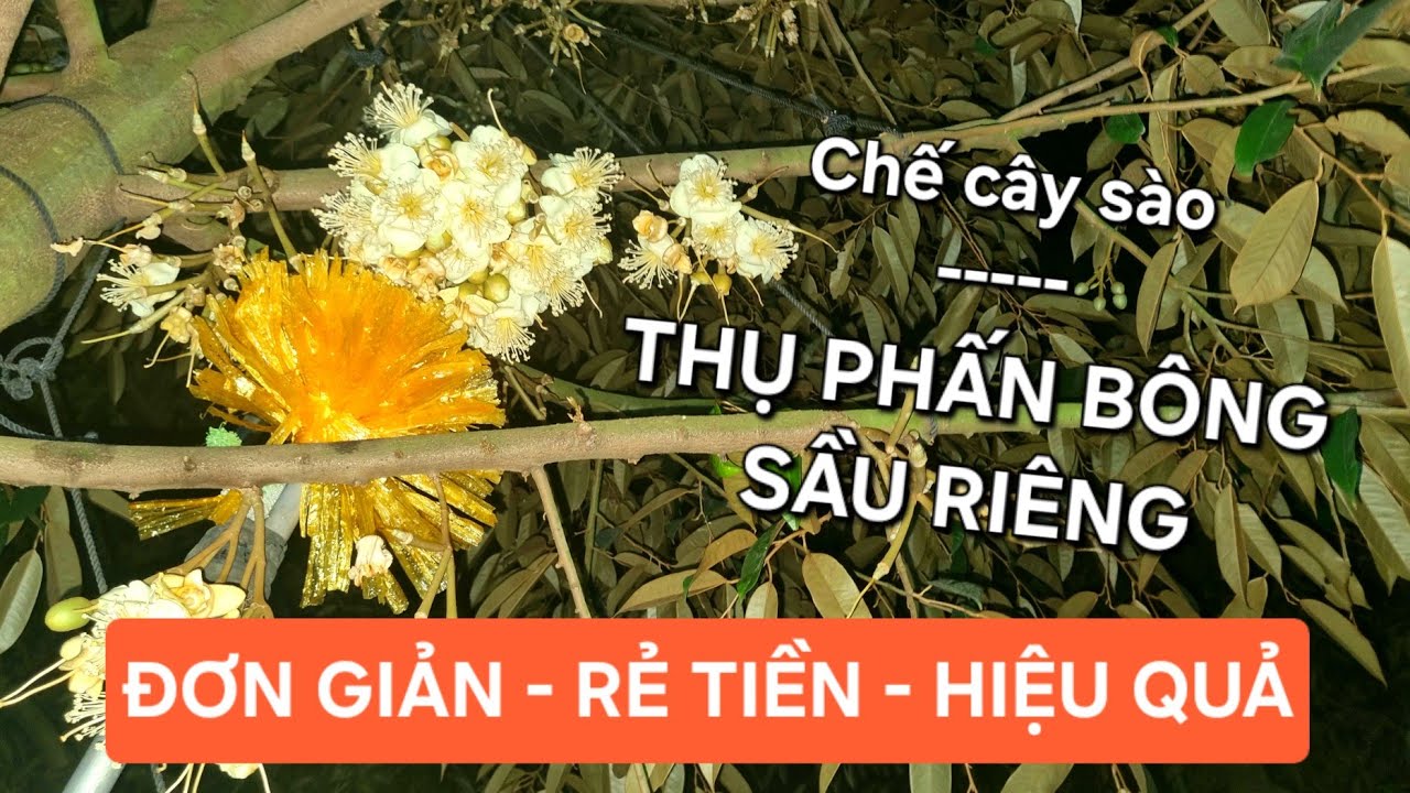 Chế cây sào 