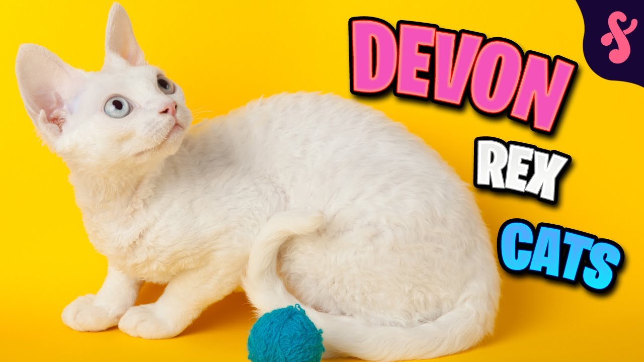 Top 10 Facts about Devon Rex Cat | Furry Feline Facts