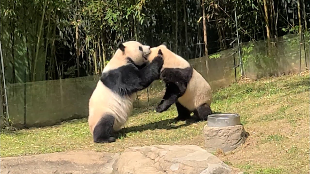 아이바오 VS 푸바오 레슬링 경기 ※ 중계: 강바오 캐스터 Aibao VS Fubao, Panda Fighting