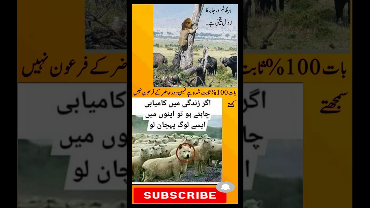 100% #pdm #news #geonews