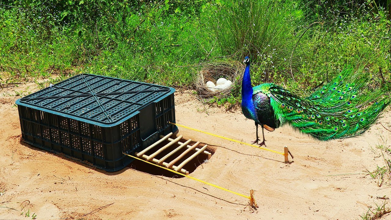 Bird Trap In DIY Forest The Best Invention Using Wood And Strings Effective 100%