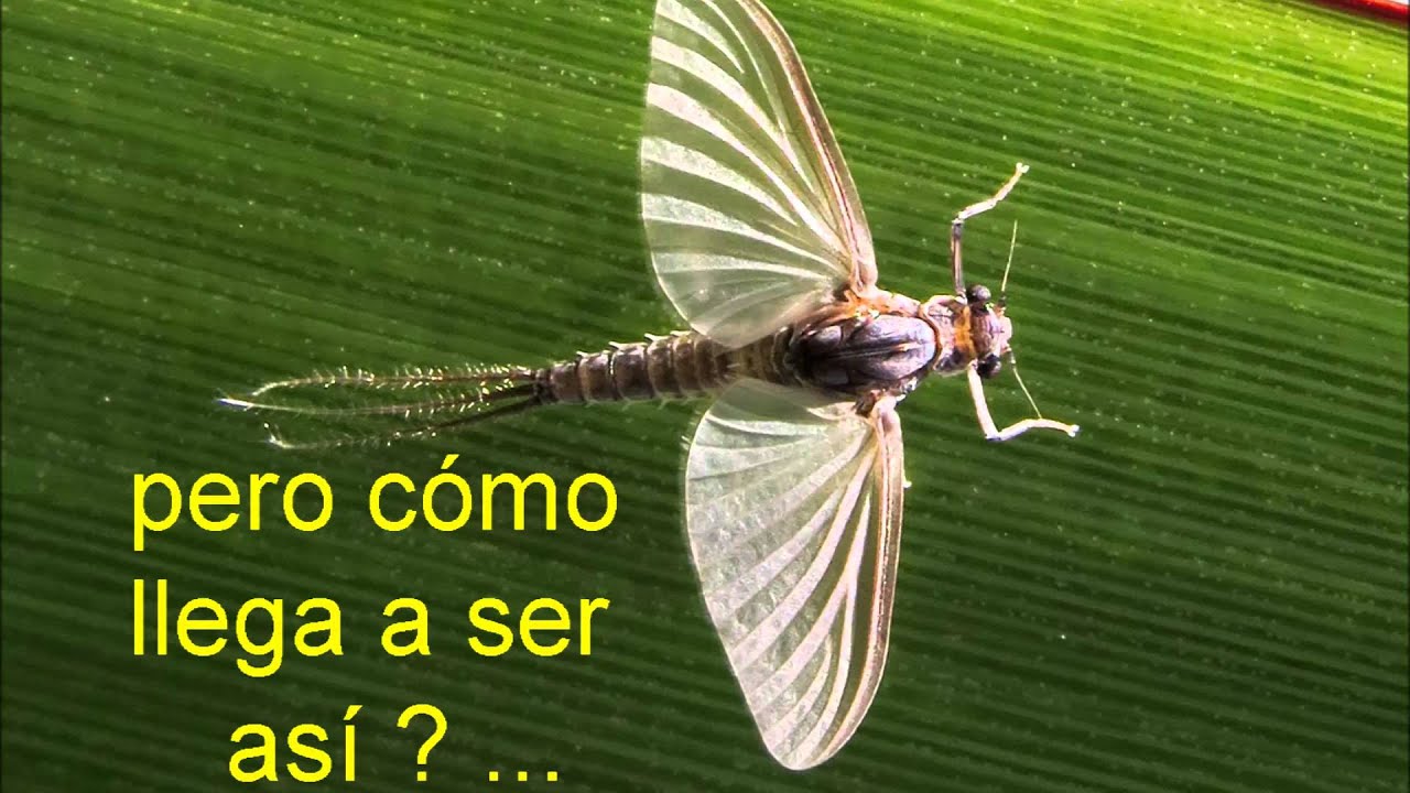 EF&Iacute;MERAS su metamorfosis