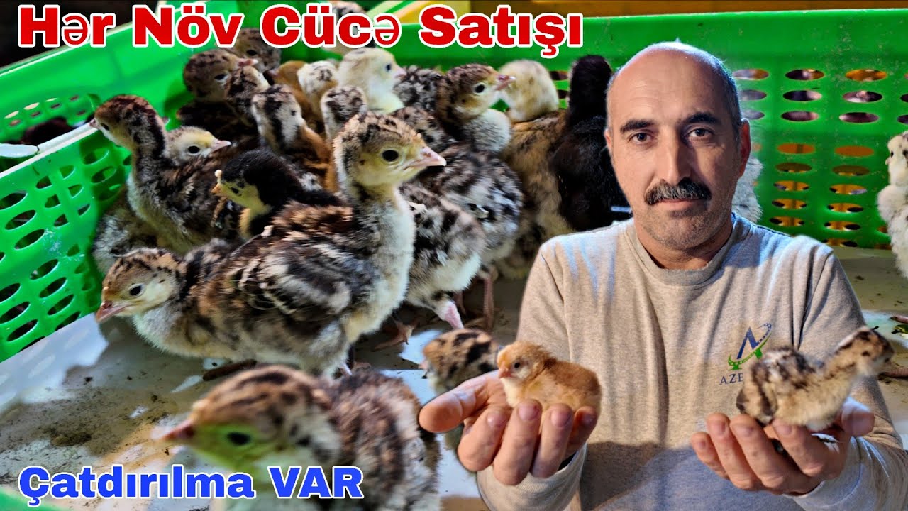 Hər N&ouml;v C&uuml;cə Satışı  