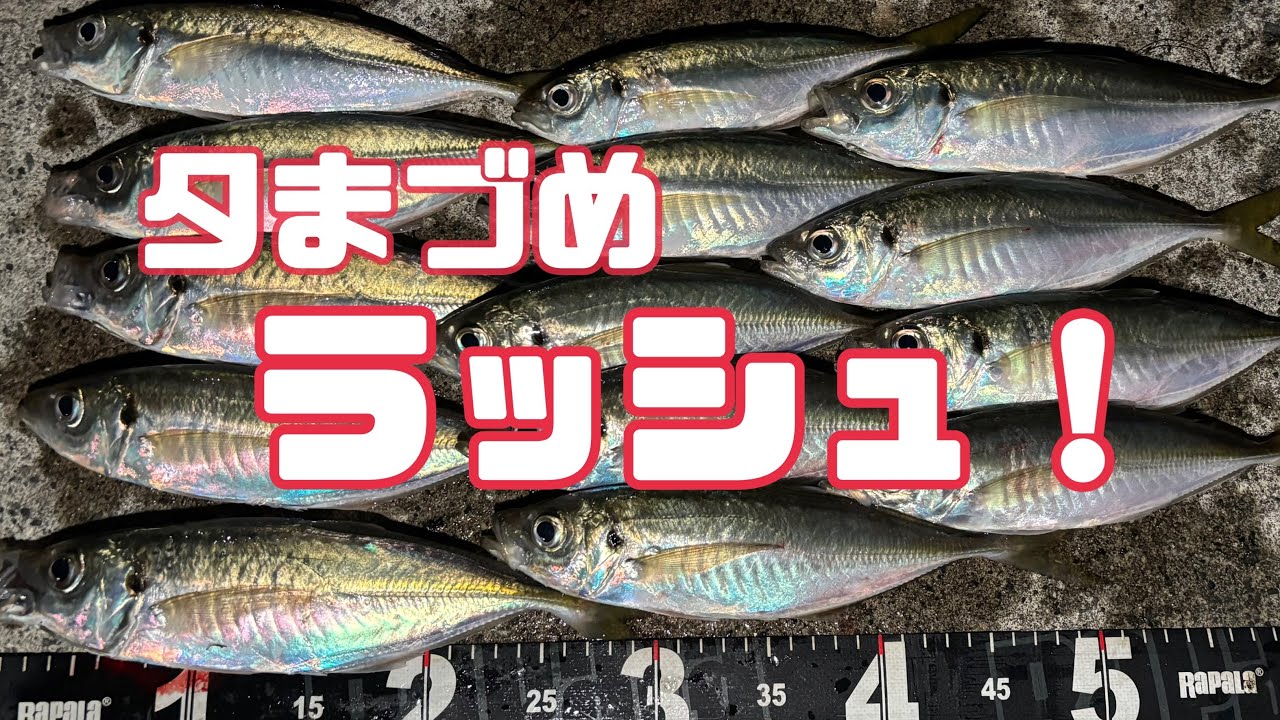 12/19・・・夕まづめラッシュ