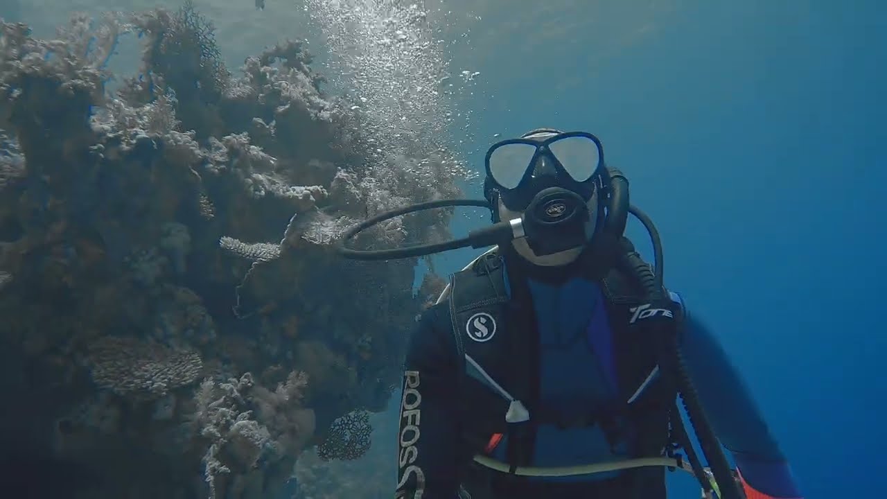 Diving at Far Garden Reef - Oasis Blue Bay Resort - Sharm El Sheikh