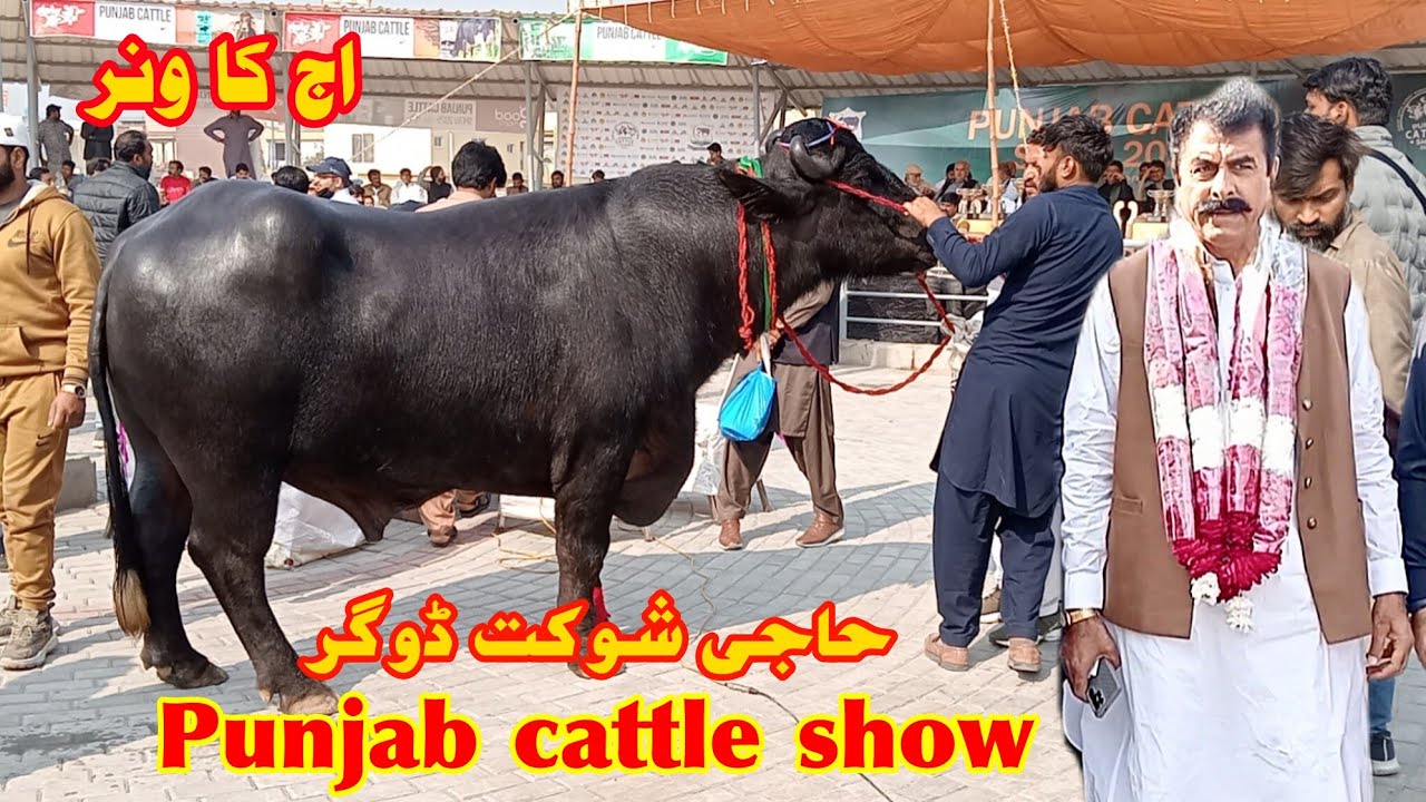 Punjab cattle show Lahore Mandi haji shaukat deoghar aaj ka winner jhota bade inamat | 23 November
