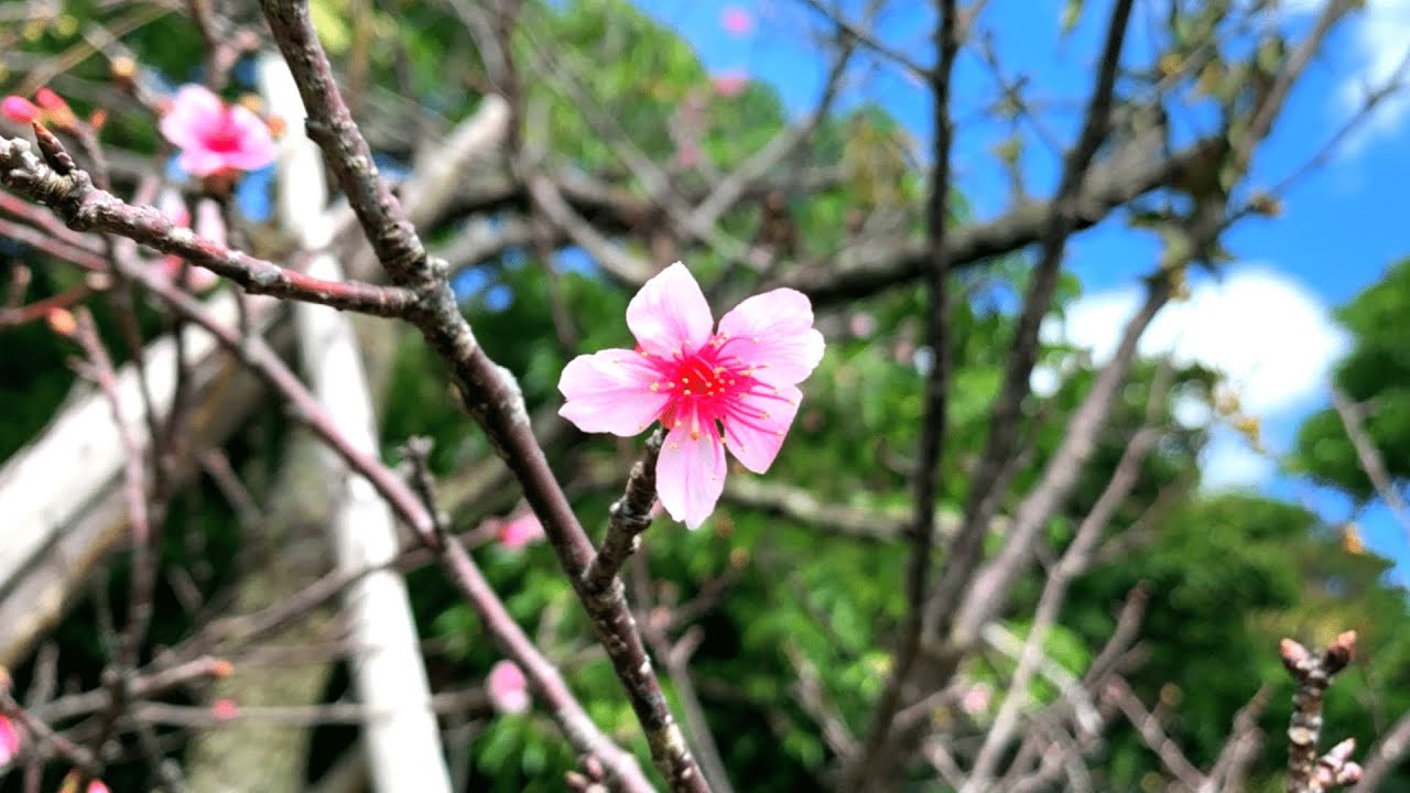 首里城の近く「末吉公園」で桜が開花！【沖縄観光/那覇】