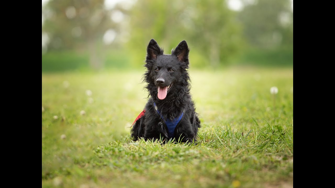 Misha the mudi - 6 years young!