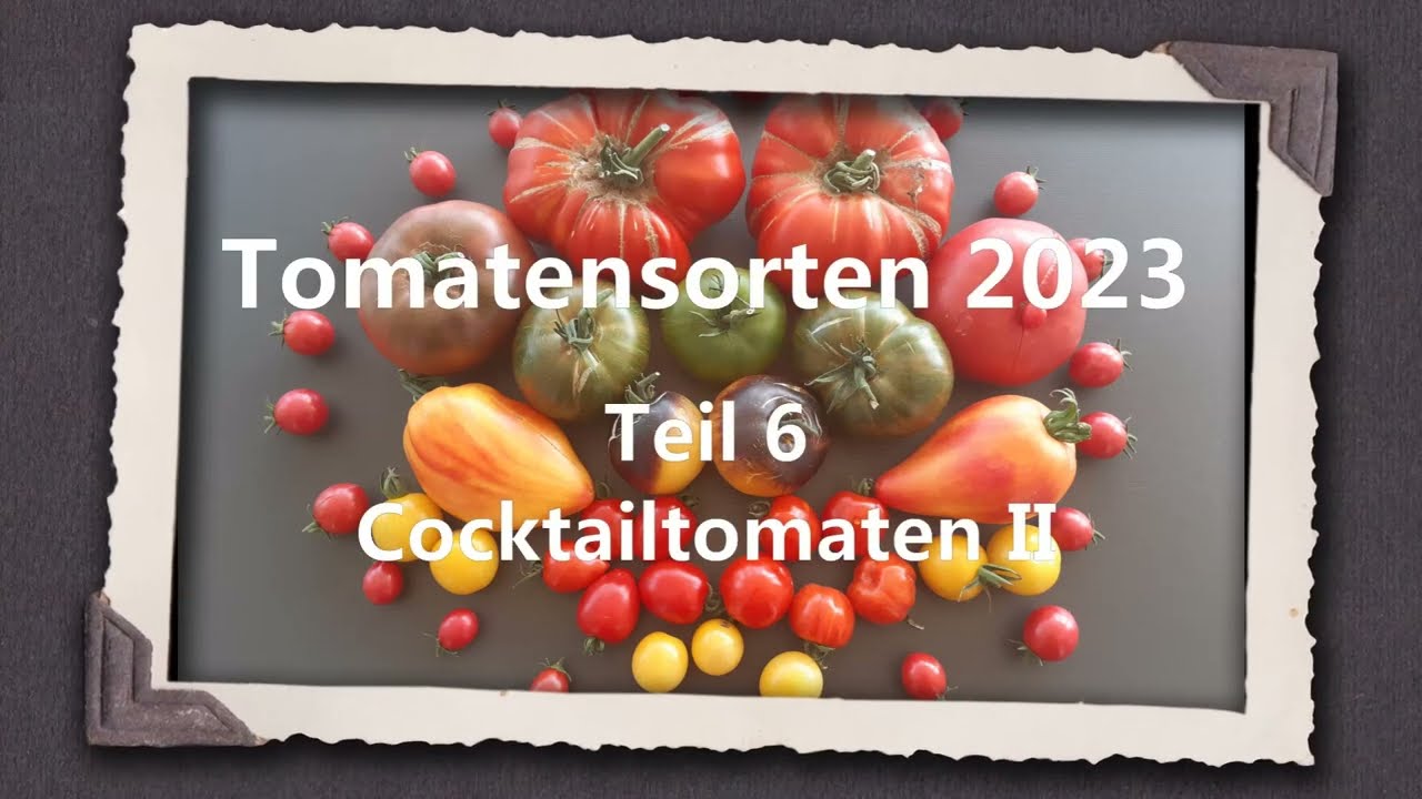 Tomatensorten 2023 Teil 6 - Cocktailtomaten II