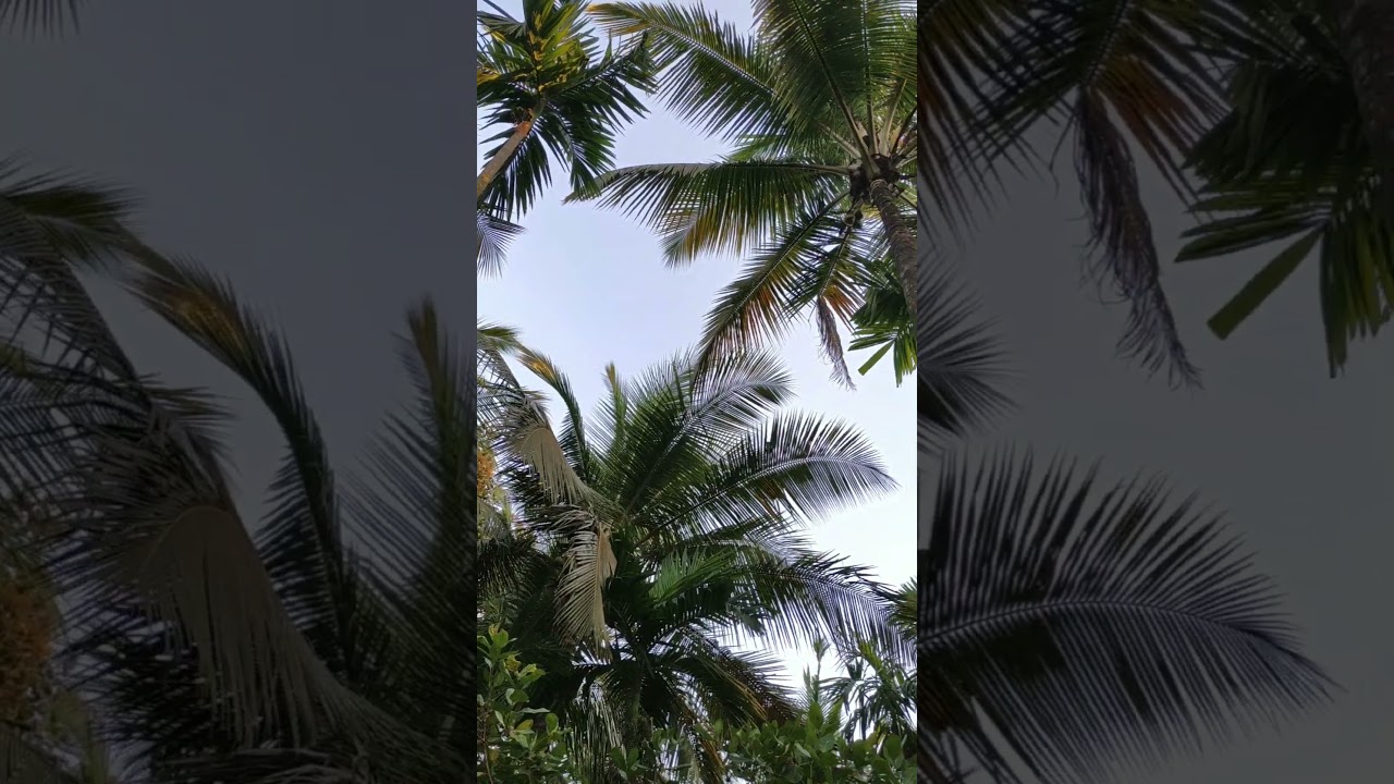 konkan konkan#Goa#india #travel# north goa