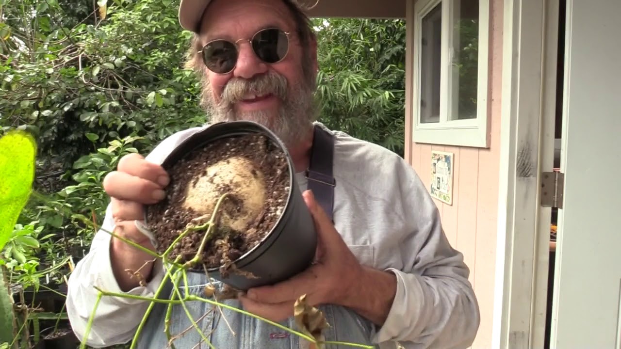 Jicama in Pots