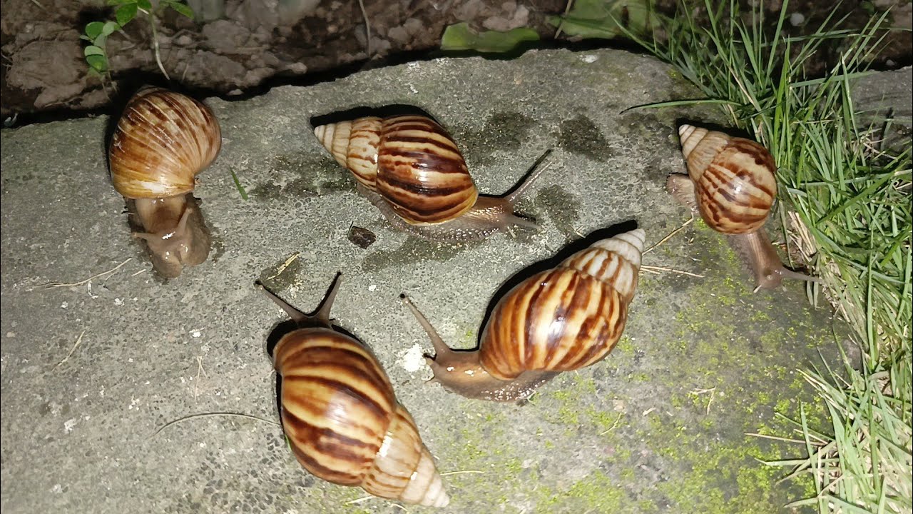 A day in a snail's journey #snailsjourney #naturetimelapse #wildlifecloseup #adayinthelife 