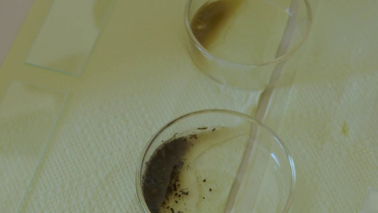 1001 Geschichten aus der Natur - Humus und Sand