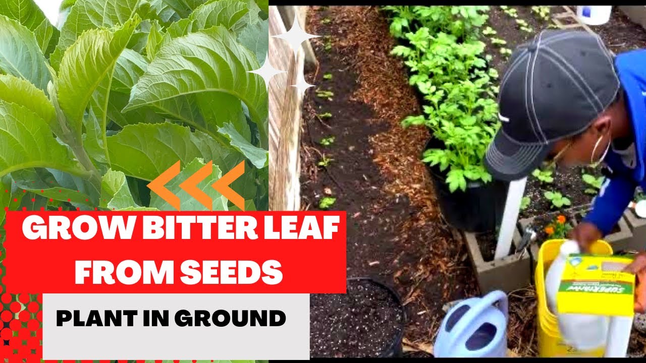 Watch and Learn How to Grow African Bitterleaf - Episode 3!
