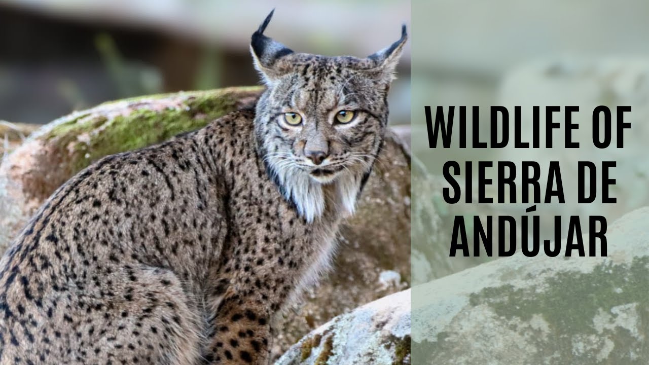 Wildlife of Spain | Ultra Rare Iberian Lynx | Sierra de And&uacute;jar