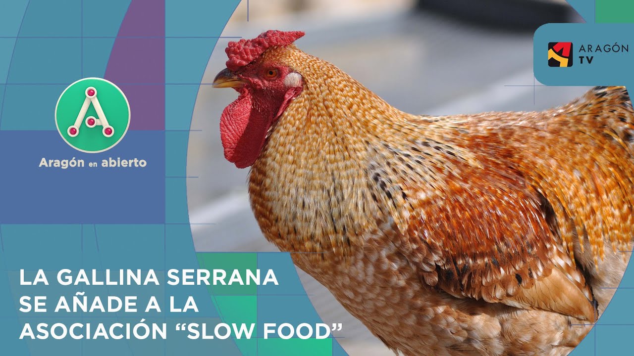 La gallina serrana de Teruel, en el Arca del Gusto de la asociación 'Slow Food'