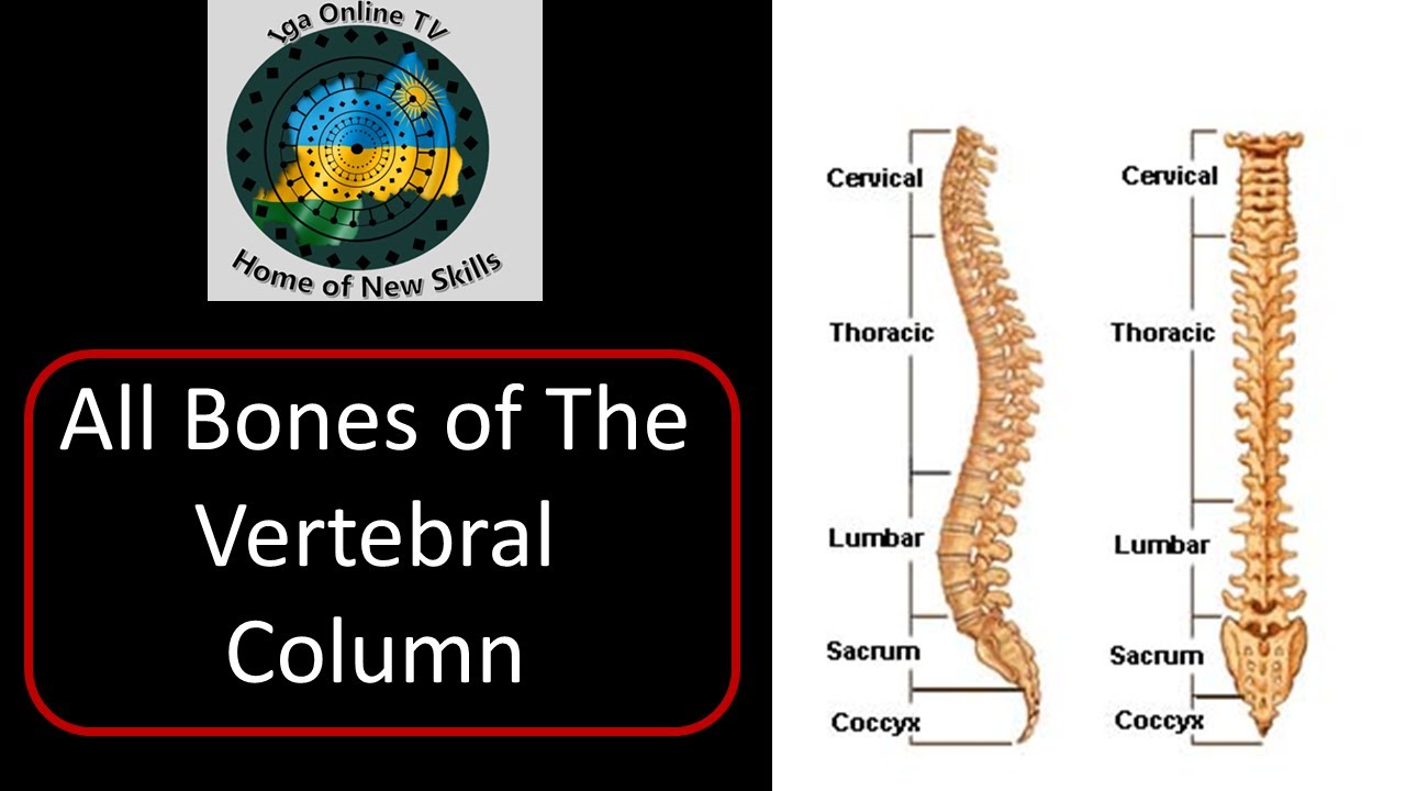Human Skeleton  ||| All 26 Bones of Vertebral Column