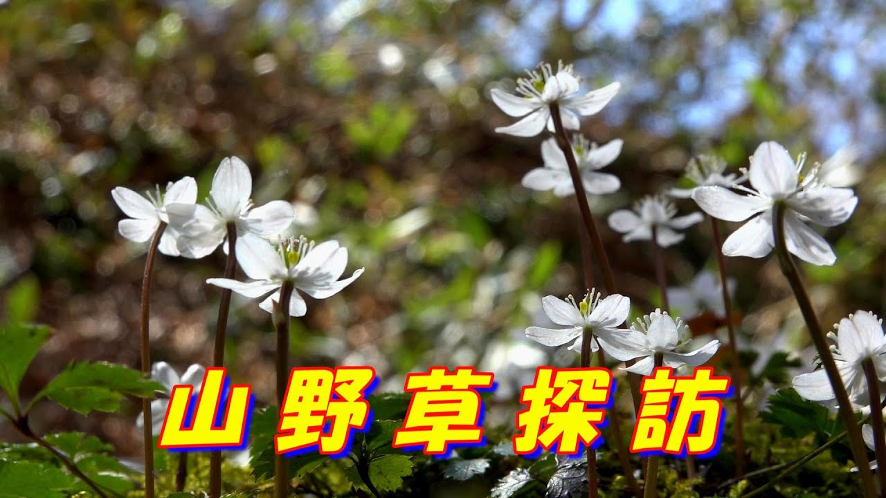山野草探訪（バイカオウレン・コチャルメルソウ・イワウチワ・ショウジョウバカマなど）
