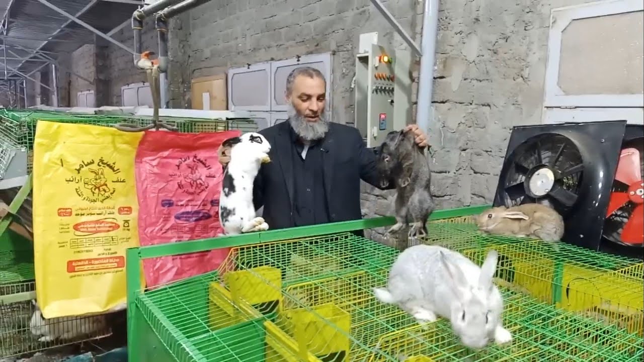 عايز تربي ارانب في البيت هقولك ع السريع تعمل ايه بداية مشروع