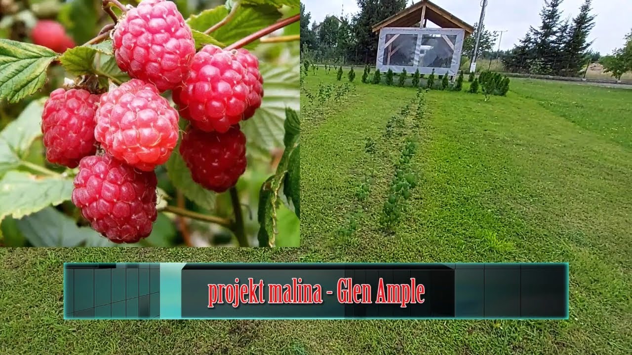 Projekt malina - odmiana Glen Ample Sezon 1 #1