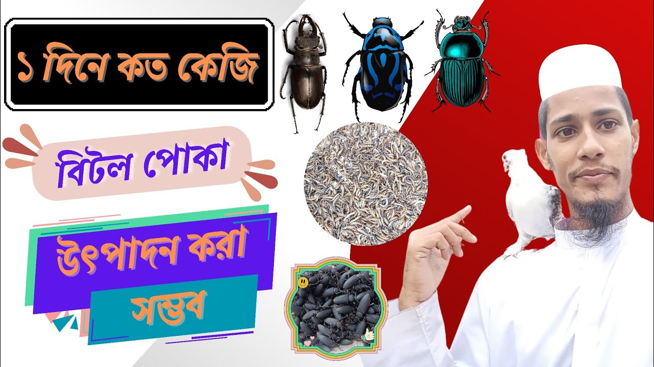 ১ দিনে কত কেজি বিটল পোকা উৎপাদন করা সম্ভব,how much does cost one kg beetle, A TO Z.