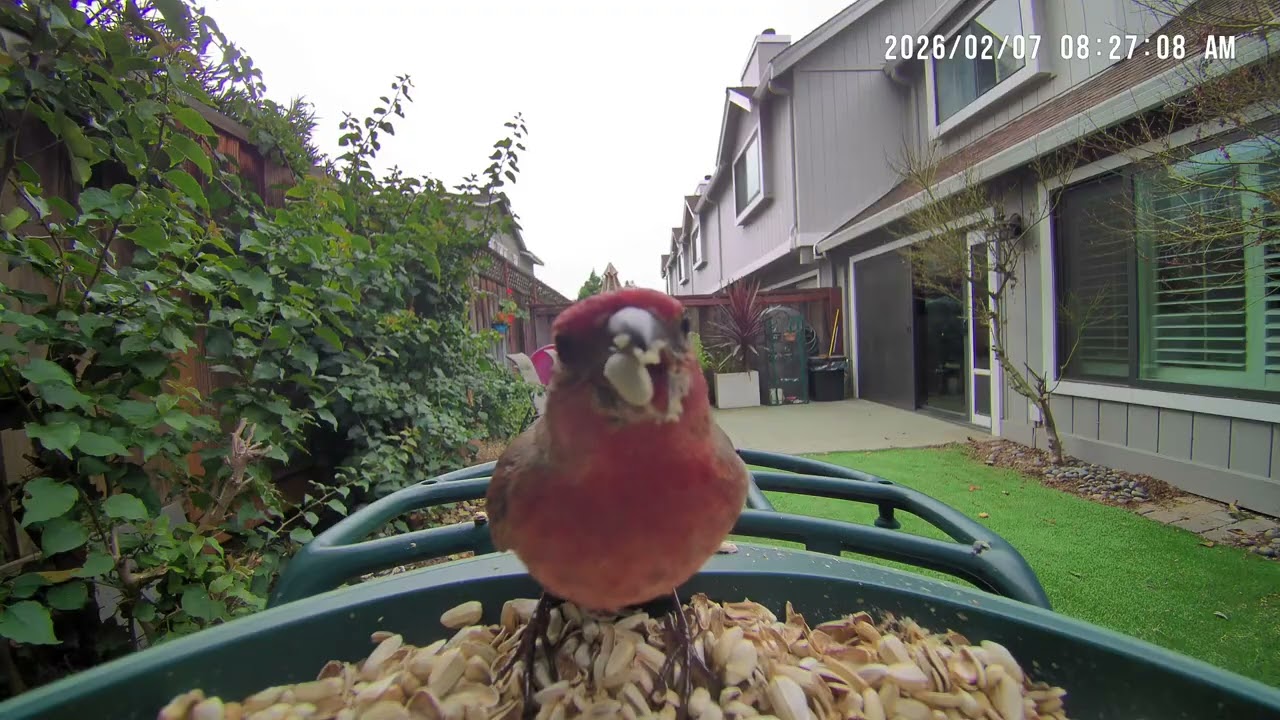 Breakfast with Birds - Recorded Live Saturday Feb. 7, 2026