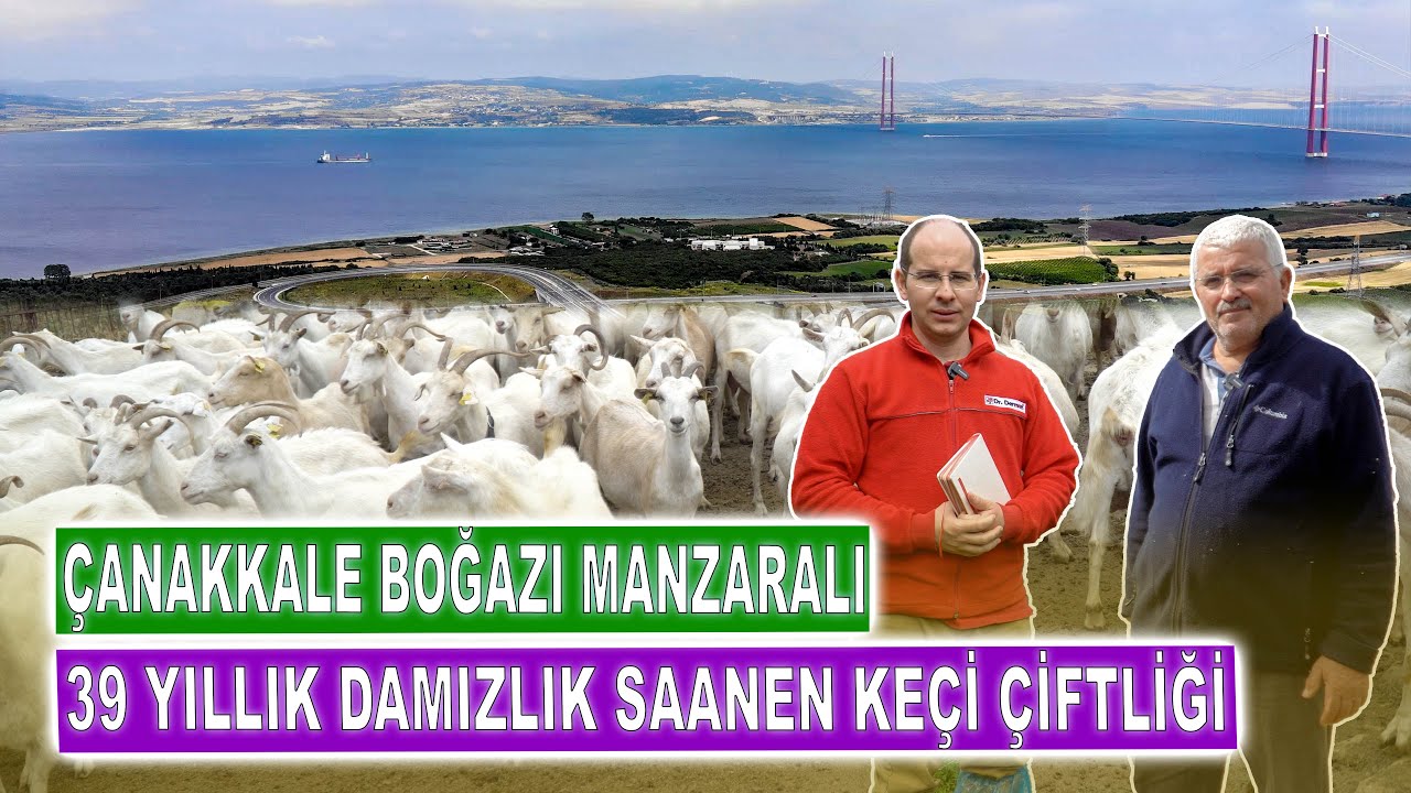 Çanakkale Boğazı Manzaralı 39 Yıllık Damızlık Saanen Keçi Çiftliği