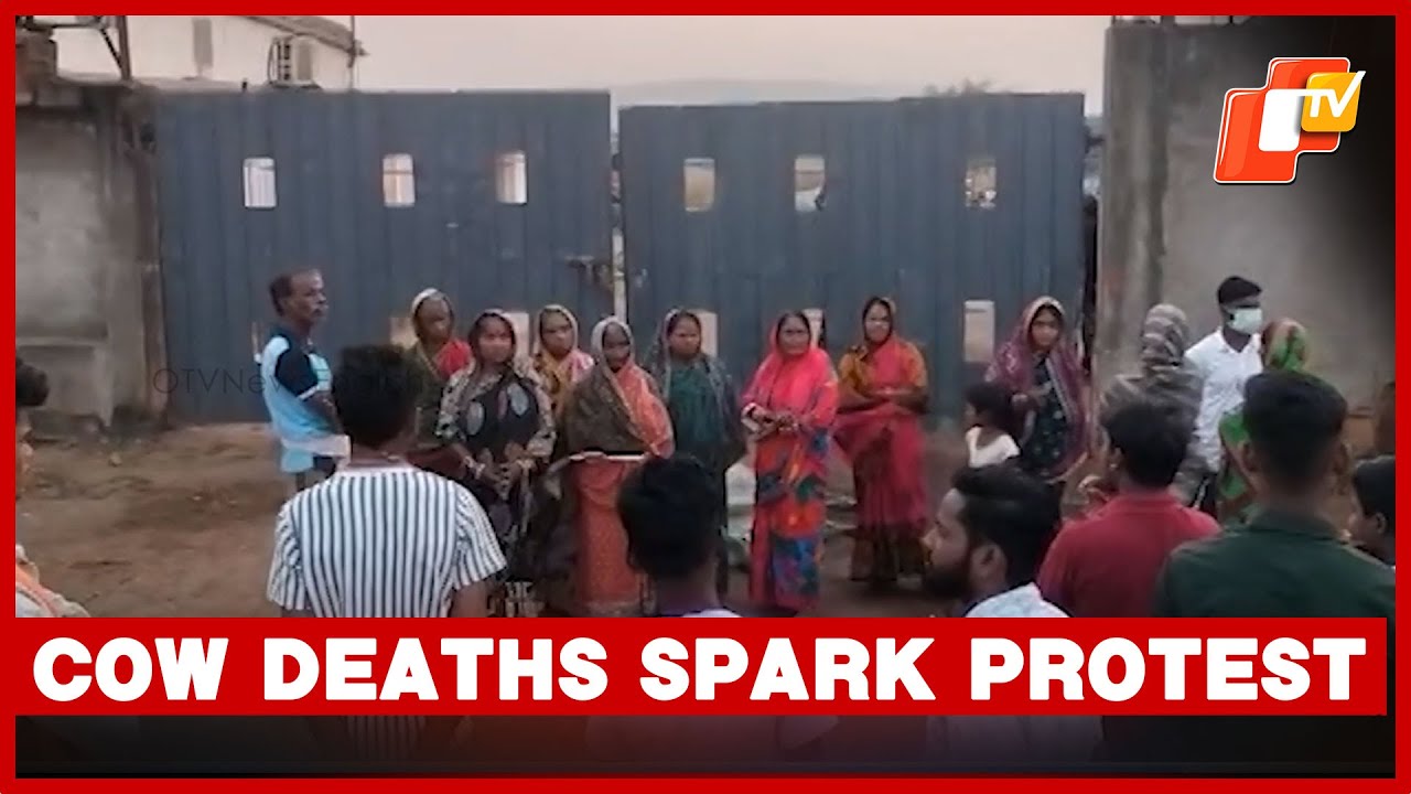 Cow Deaths Due To Private Company Triggers Protest In Cuttack