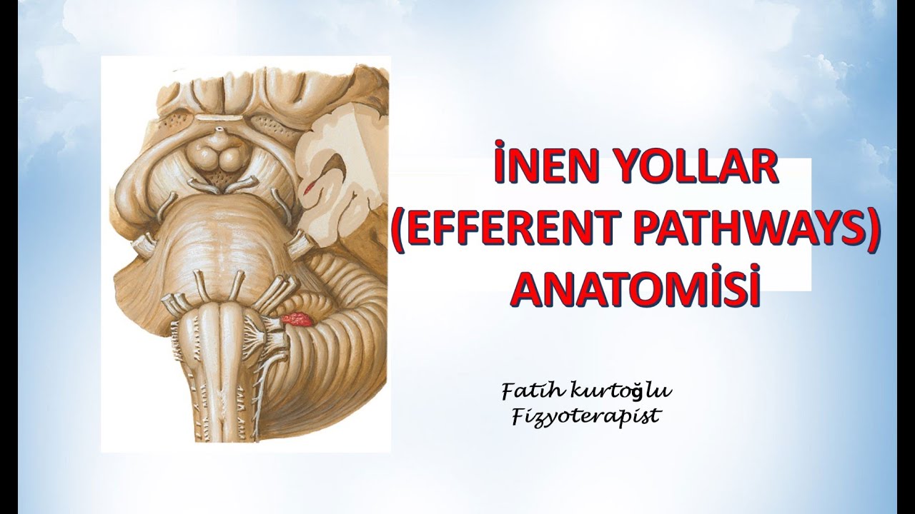 İnen Yollar  | Efferent  Pathways | Nöroanatomi Konu Anlatımı - 10