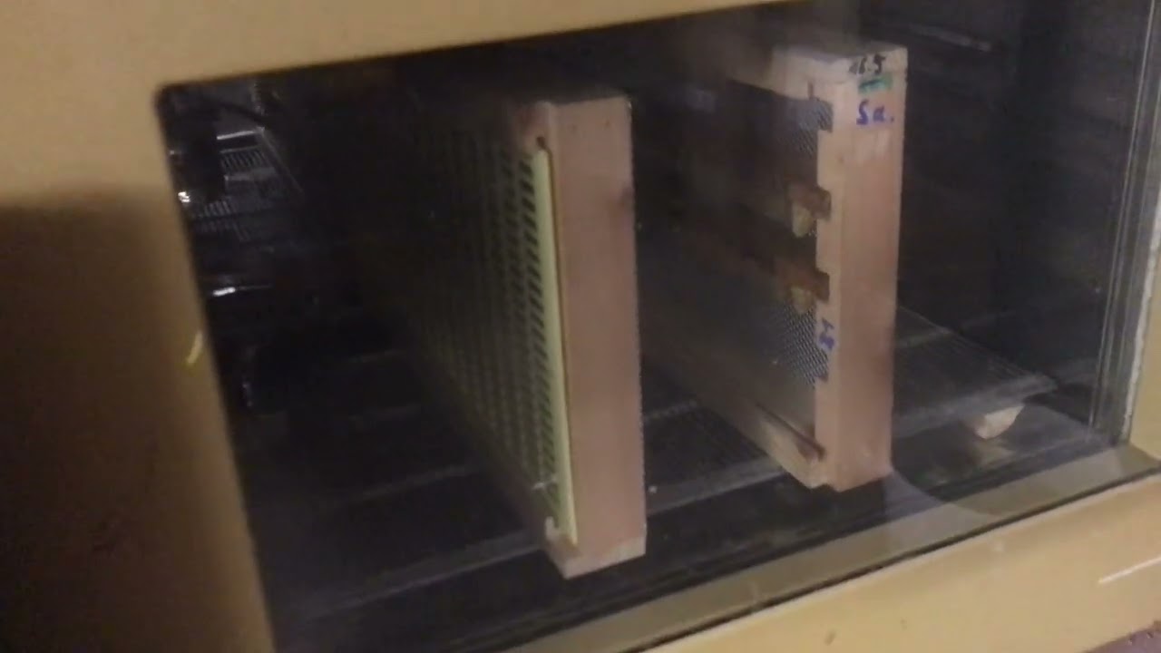 Verdeckelte Königinnen Zellen im Brutschrank 2022
