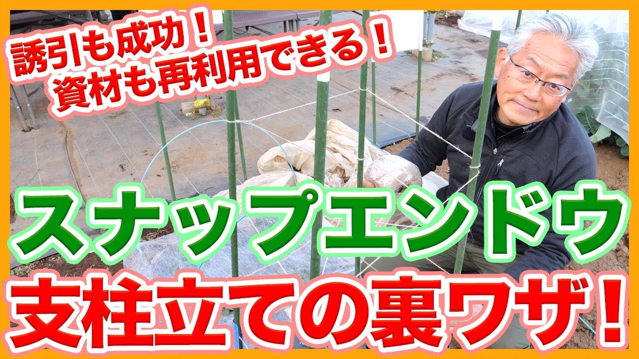 家庭菜園や農園のスナップエンドウ栽培で資材の再利用で誘引も成功させる！支柱立ての裏技を解説！【農家直伝】Explanation of the tips for supporting snap peas