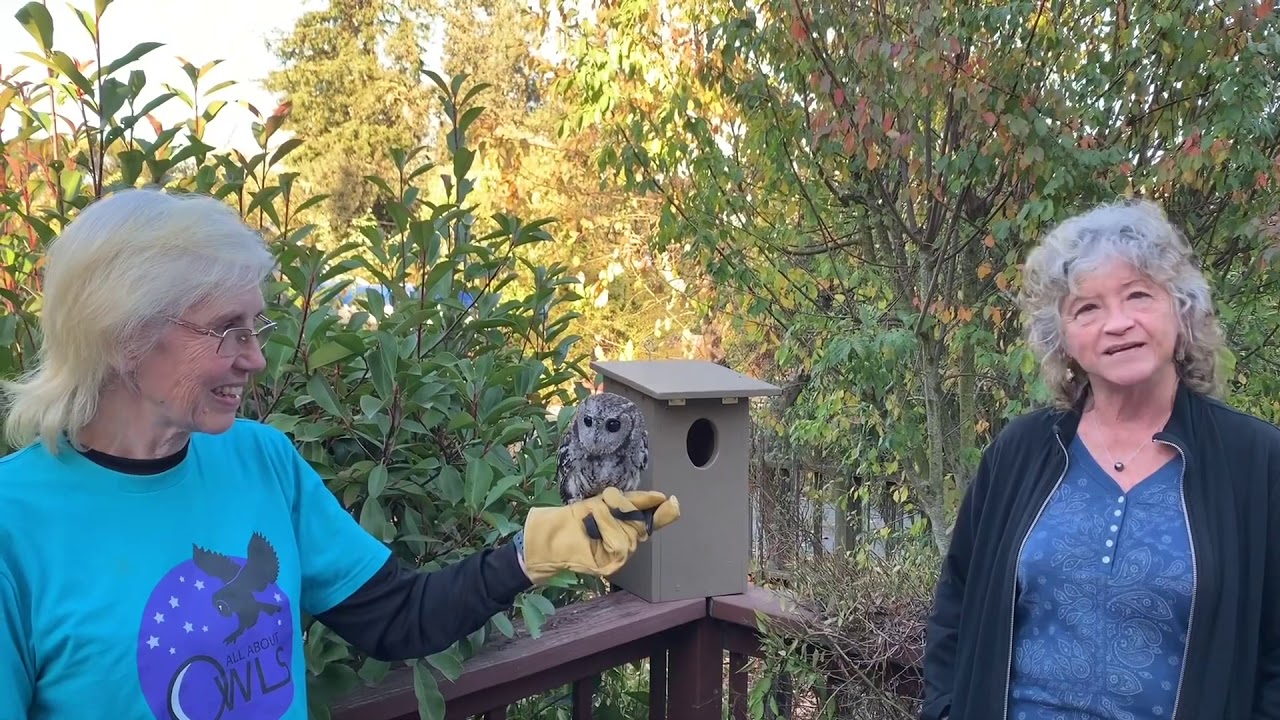 All About Owls: Screech Owls