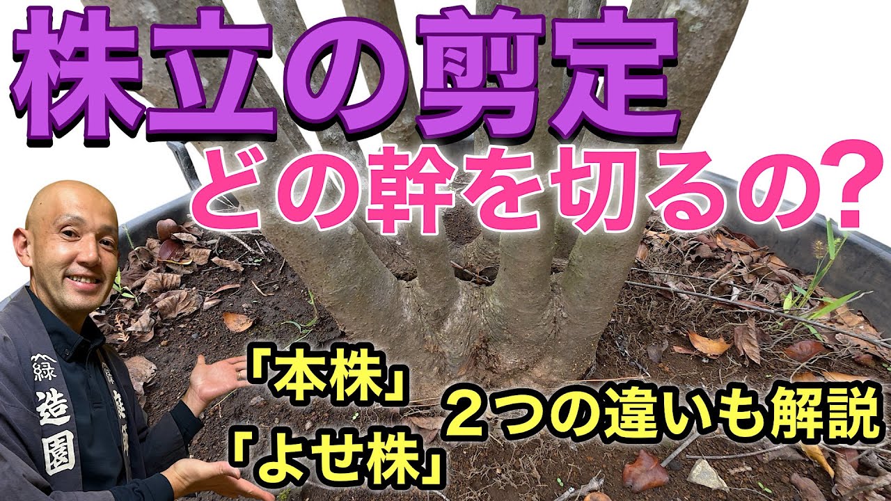 【正しい幹の選び方】美しい自然樹形にする方法を初心者向けにわかりやすく紹介します。