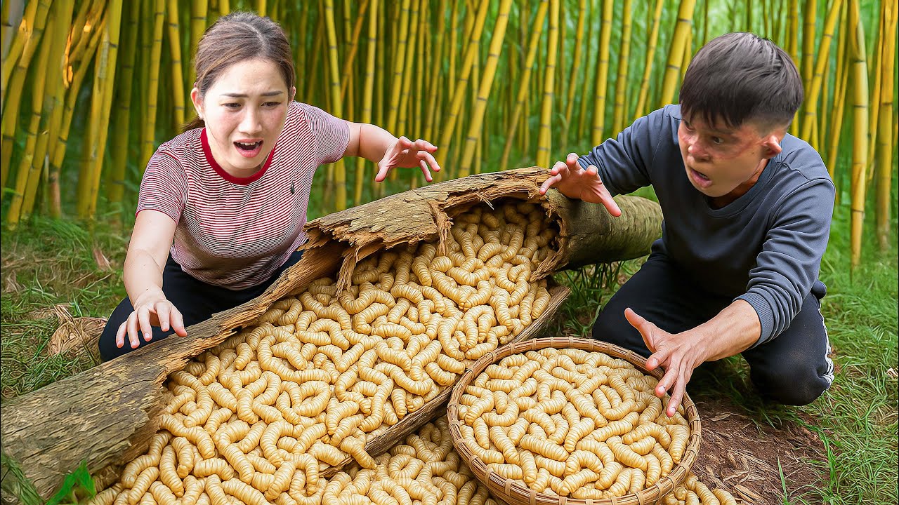 Harvesting 1000kg Wild Vitality Worm from Rotten Tree, Grilled on Charcoal for Natural Outdoor Feast