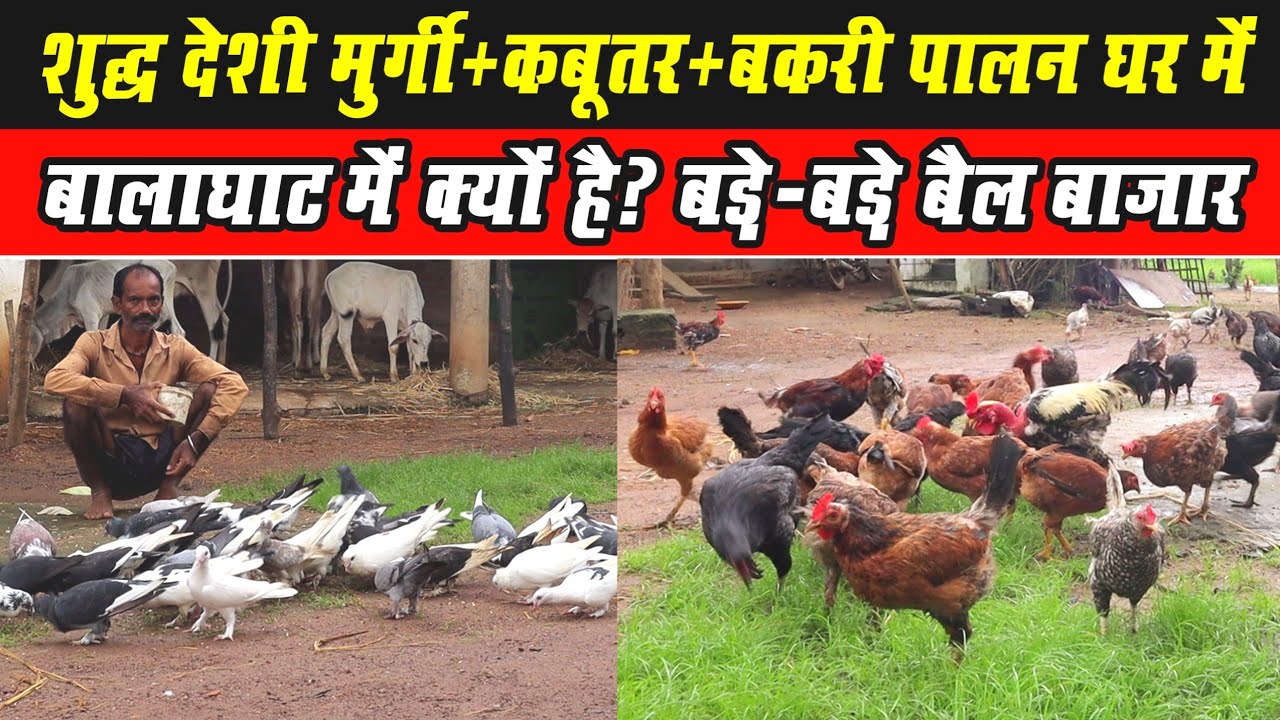 शुद्ध देशी मुर्गी+कबूतर+बकरी पालन घर में ।Deshi Murgi+Piggin+goat Farm At home।Balaghat Bail Bazaar