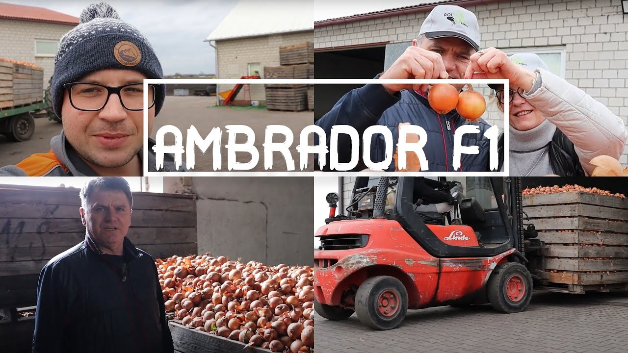 Cebula Ambrador w Kruszwicy u Pana Pawła🧅👍