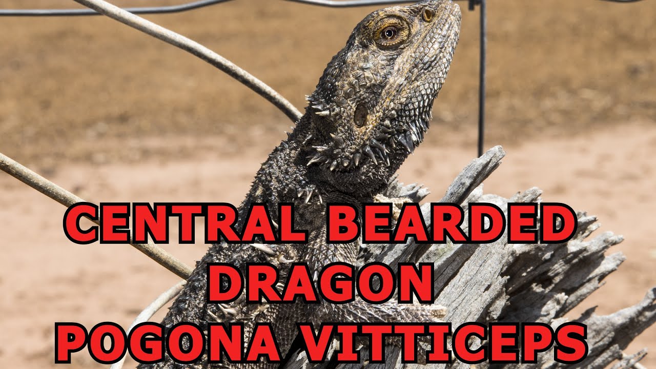 [4K] Central Bearded Dragon - Pogona vitticeps - Big Desert, Victoria