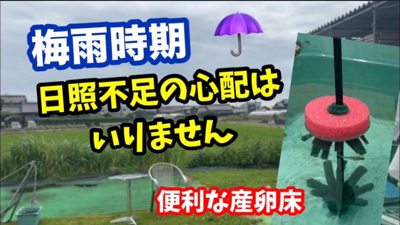 メダカ飼育に粉餌は不要だと考えています【メダカ】