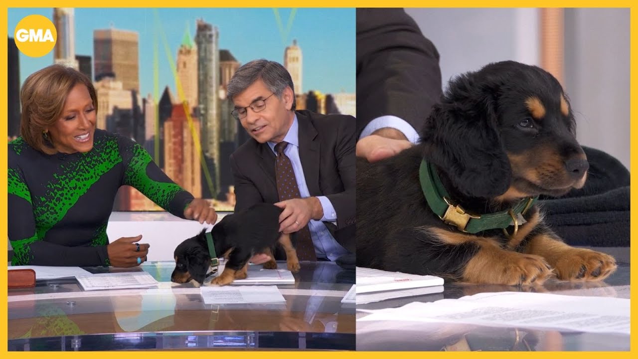 George Stephanopoulos adopts rescue after his dog passed away