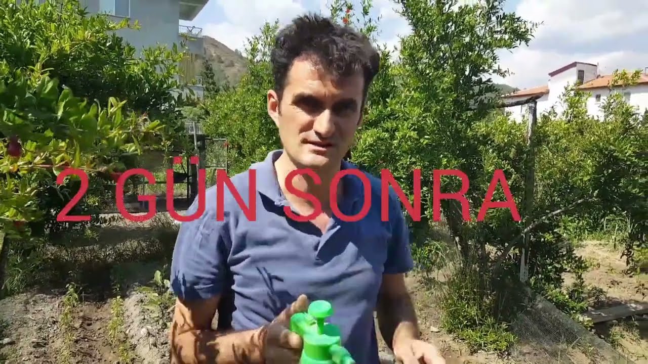 Sıvı solucan gübresi uygulaması, sebzelerde sıvı solucan gübresi nasıl kullanılır