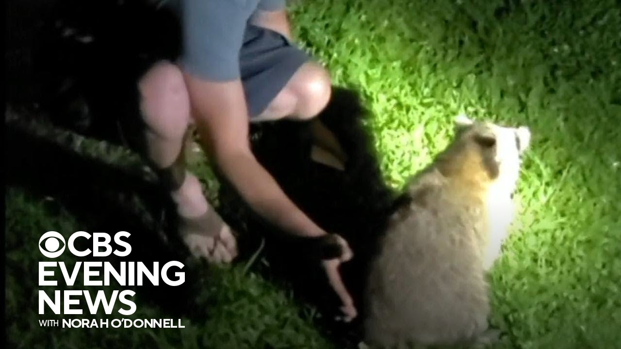 Friends save raccoon choking on cheese at cookout