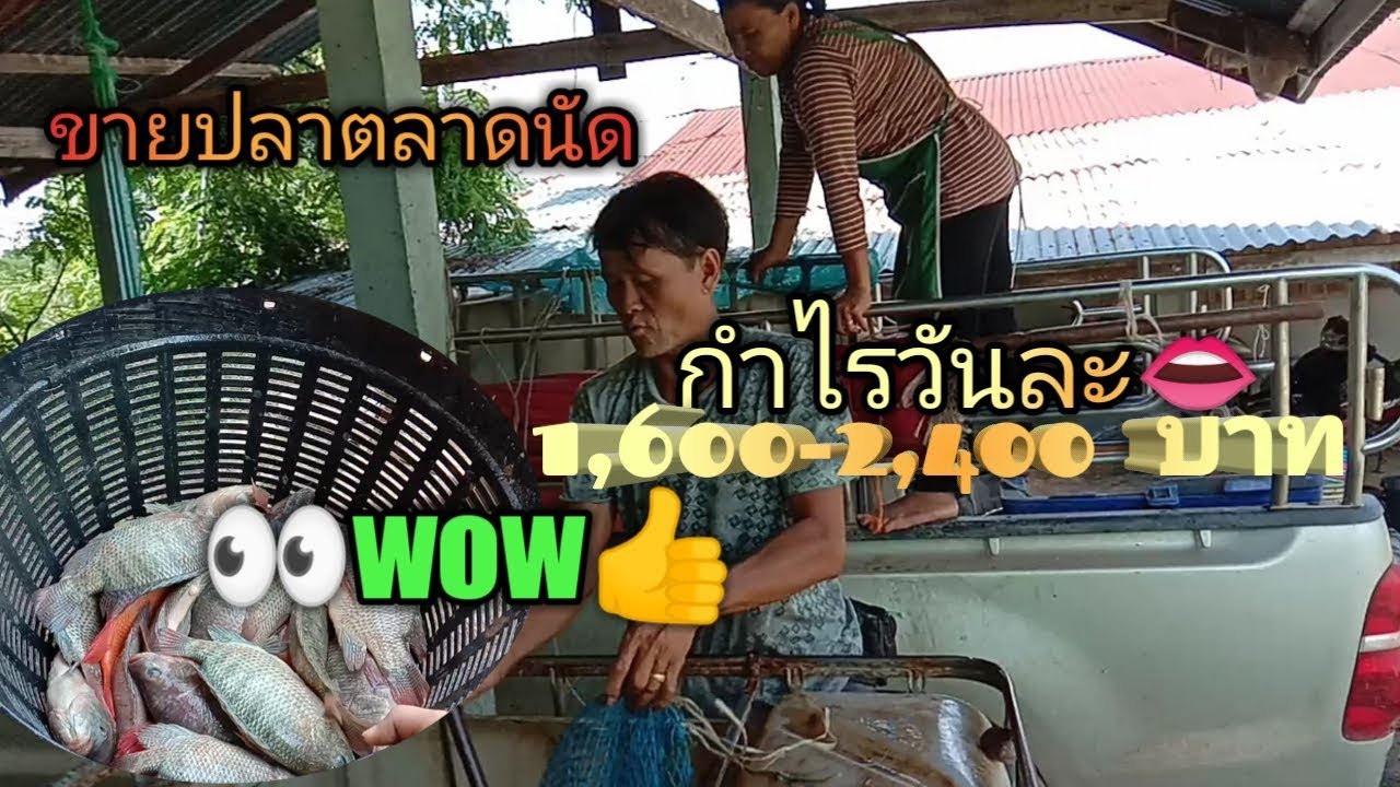 #ขายปลานิลซีพี รายได้ดีขนาดไหนไปดูกัน ชาย อิสระ