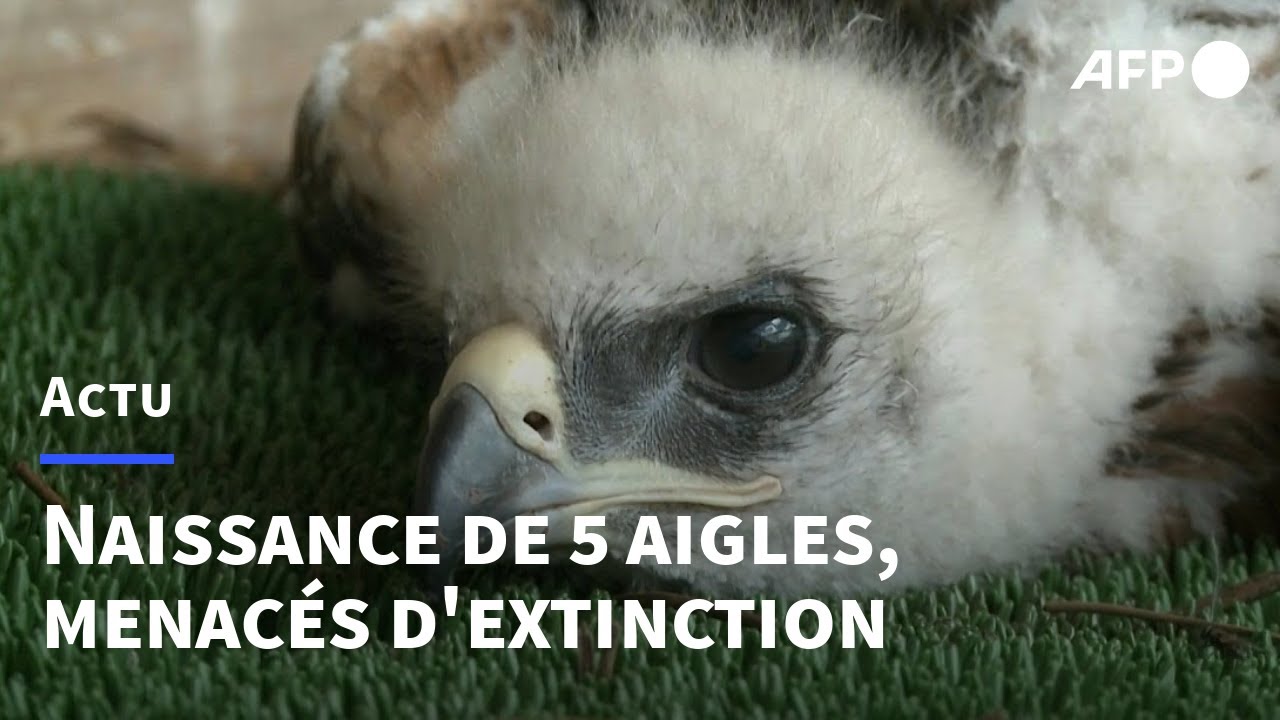 Cinq petits aigles de Bonelli, une espèce menacée, sont nés en captivité en Vendée | AFP
