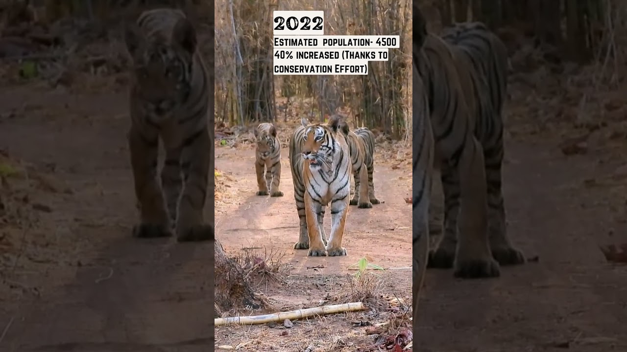 Tiger Now and Then 🐯#tiger #endangered